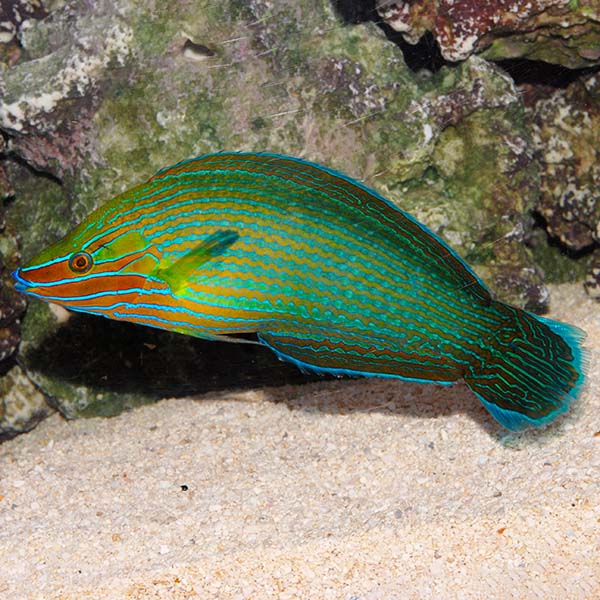 Richmond's Wrasse Richmond's Wrasse